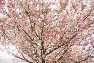 Taze pembe çiçeklerle çiçek açan sakura dalları. Doğal arkaplan olarak kullanılabilir.