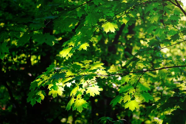 Follaje Arce Verde Fresco Primavera Primer Plano Del Bosque —  Fotos de Stock