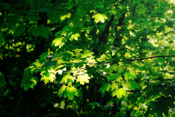 Feuillage Érable Vert Frais Printemps Dans Forêt Gros Plan — Photo