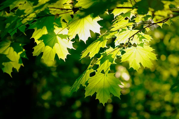 Feuillage Érable Vert Frais Printemps Dans Forêt Gros Plan — Photo