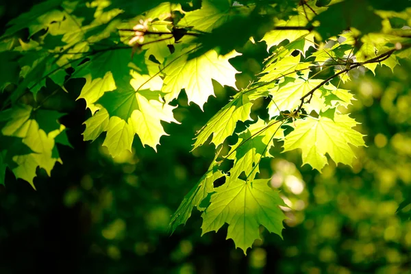 Feuillage Vert Frais Printemps Dans Gros Plan Forestier — Photo