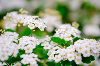 İlkbaharda güzel beyaz alyssum çiçekleri tatlı Alison çiçeği olarak da bilinir..