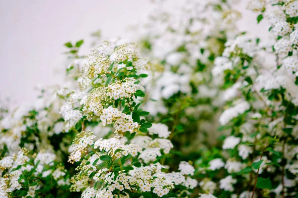 Belas Flores Brancas Alyssum Primavera Também Conhecida Como Flor Alison — Fotografia de Stock