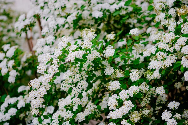Krásné Bílé Květy Alyssum Jaře Také Známé Jako Sladké Alison — Stock fotografie