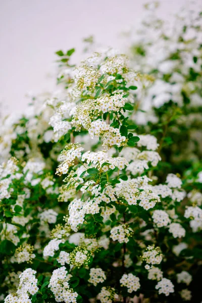 美丽的白花在春天绽放 又名甜艾莉森花 — 图库照片