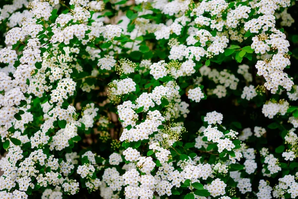 Gyönyörű Fehér Virágai Alyssum Tavasszal Más Néven Édes Alison Virágzás — Stock Fotó