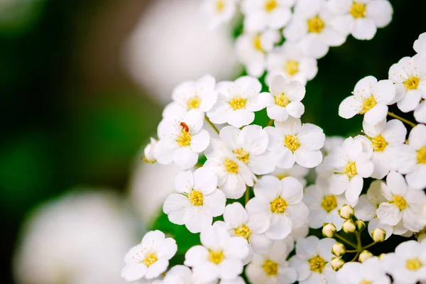Piękne Białe Kwiaty Alyssum Wiosną Znane Również Jako Słodka Alison — Zdjęcie stockowe