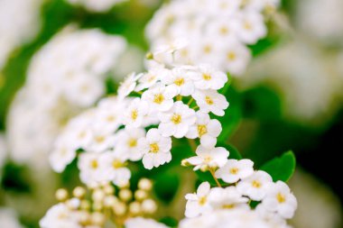 İlkbaharda güzel beyaz alyssum çiçekleri tatlı Alison çiçeği olarak da bilinir..