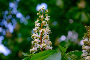 Kestane ağacının güzel beyaz çiçekleri..
