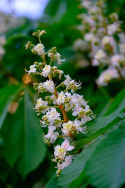 Kestane ağacının güzel beyaz çiçekleri..