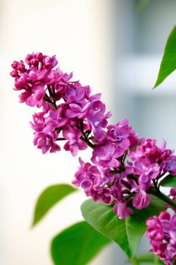 Parlak leylak renginde olağandışı çiçekleri olan güzel bir leylağın yakın çekimi.