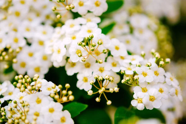 Belas Flores Brancas Alyssum Primavera Também Conhecida Como Flor Alison — Fotografia de Stock