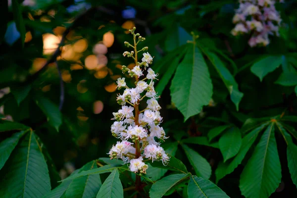 Belas Flores Brancas Uma Árvore Castanha Close — Fotografia de Stock
