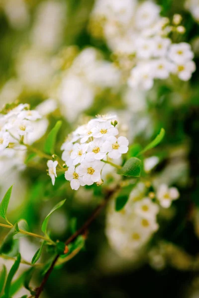 Прекрасные Белые Цветки Алюминия Весной Известные Сладкая Элисон Цветет — стоковое фото