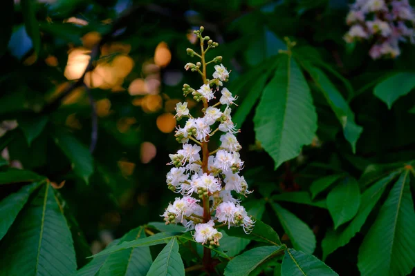 Gyönyörű Fehér Virágok Egy Gesztenyefa Közeléből — Stock Fotó