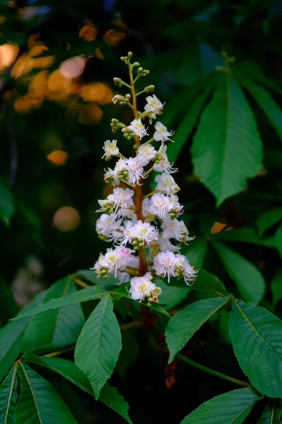 Prachtige Witte Bloesems Van Een Kastanjeboom Close — Stockfoto