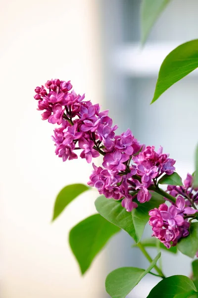 美丽绽放的紫丁香 色彩艳丽的百合花的特写 — 图库照片