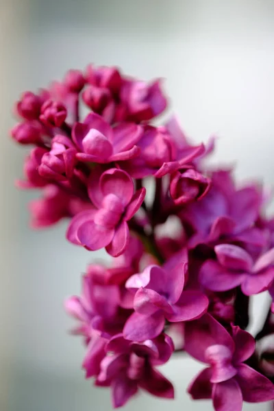 Närbild Vacker Blommande Syren Med Ovanliga Blommor Ljusa Lila Färg — Stockfoto