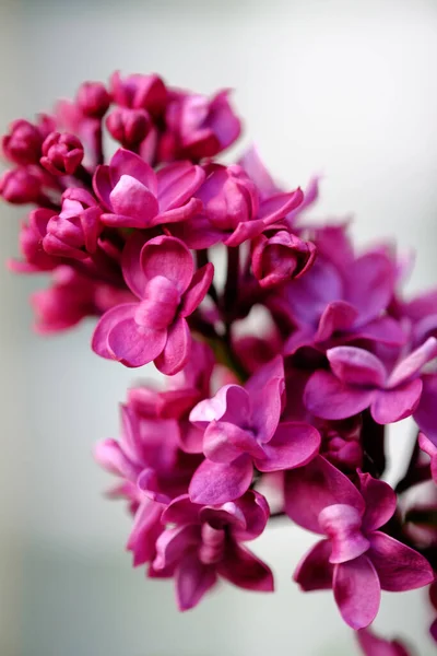 Close Beautiful Blooming Lilac Unusual Flowers Bright Lilac Color — Stock Photo, Image