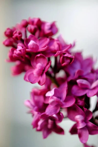 Närbild Vacker Blommande Syren Med Ovanliga Blommor Ljusa Lila Färg — Stockfoto