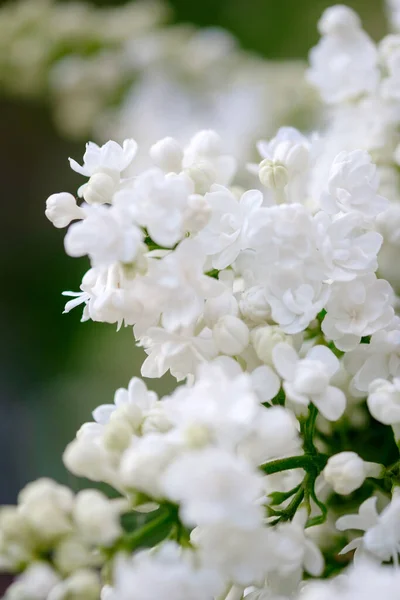 Close Beautiful Blooming White Lilac — Stock Photo, Image