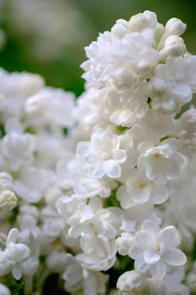 Close Beautiful Blooming White Lilac — Stock Photo, Image