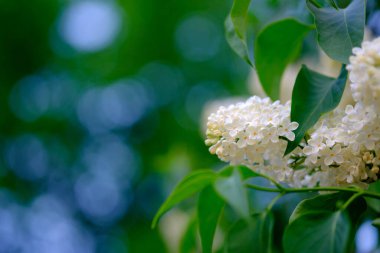 Çiçek açan güzel beyaz leylağın yakın çekimi..