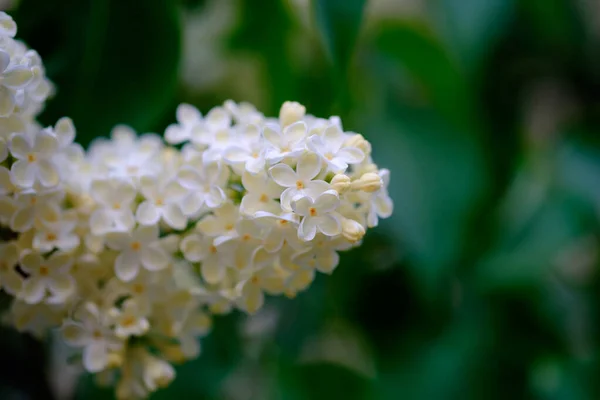 Close Beautiful Blooming White Lilac — Stock Photo, Image
