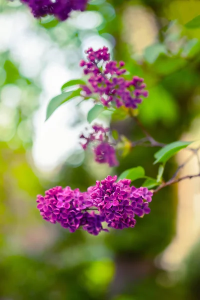 紫丁香美丽开花枝叶的闭合 — 图库照片