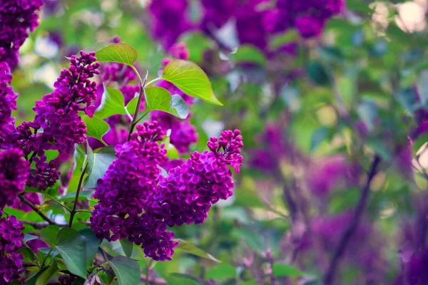 Closeup Dari Indah Cabang Berbunga Lilac — Stok Foto