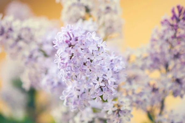 Närbild Vacker Blommande Gren Syren — Stockfoto