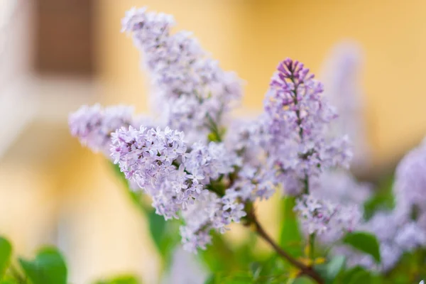 Closeup Beautiful Flowering Branch Lilac — Stock Photo, Image