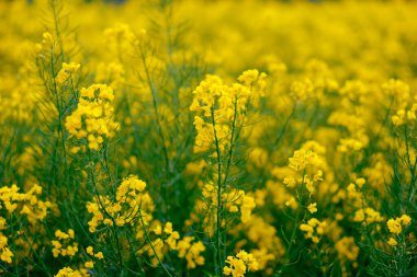 Arazide açan sarı kolza tohumu çiçekleri.