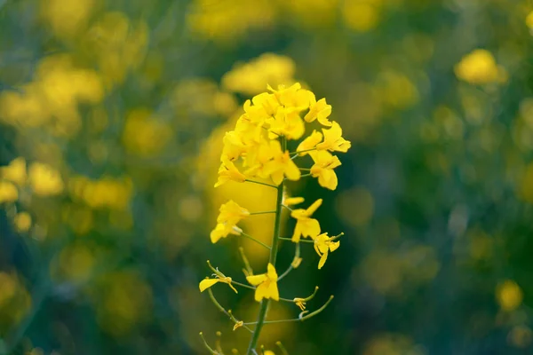 Κίτρινα Άνθη Ανθισμένης Ελαιοκράμβης Στο Χωράφι — Φωτογραφία Αρχείου