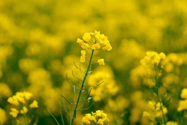Flores Amarelas Colza Florescendo Campo — Fotografia de Stock