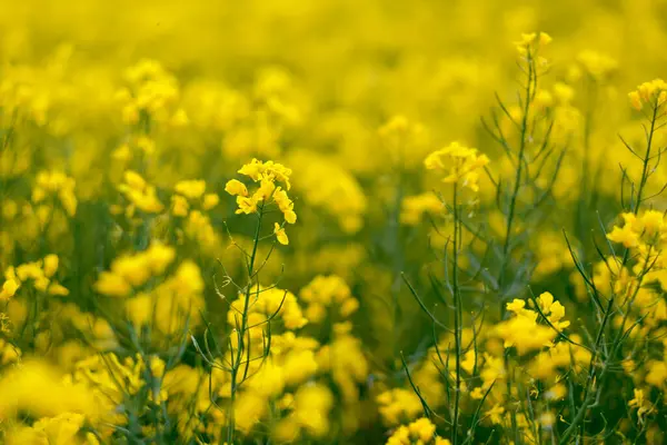 Yellow Flowers Blooming Rapeseed Field — Stock Photo, Image