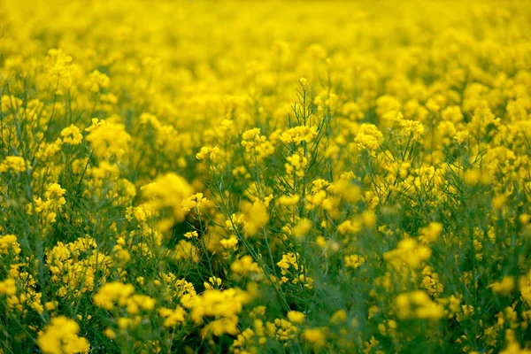 フィールド上の菜の花の黄色の花 — ストック写真