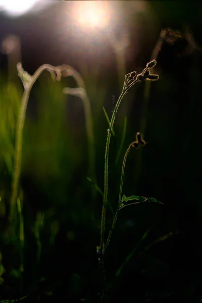 Primer Plano Hierbas Silvestres Flores Sol — Foto de Stock