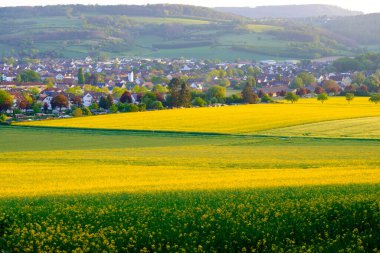 Kolza tohumu tarlaları ve küçük Alman kasabası Bad Pyrmont manzaralı güzel bir manzara..