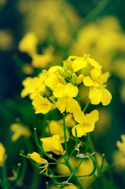 Sarı çiçek açan kolza tohumu yakın plan tarlasında..
