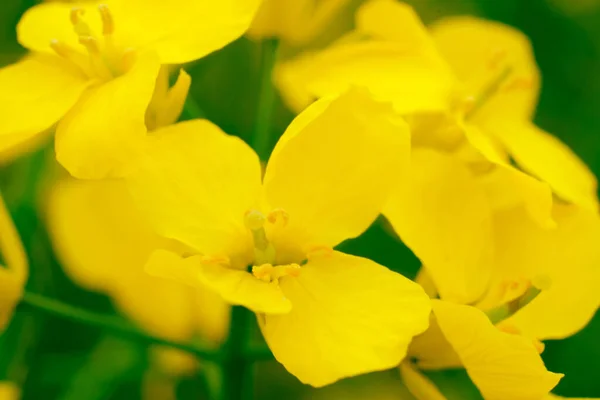 Macro Yellow Blooming Rapeseed Field — Stock Photo, Image