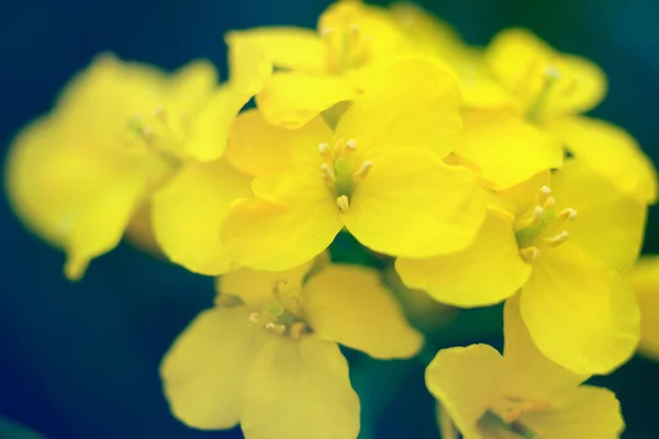 Μακρο Ενός Κίτρινου Λουλουδιού Κραμβόσπορου Σκούρο Φόντο — Φωτογραφία Αρχείου