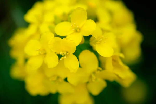 Makro Żółtego Kwiatu Kwitnącego Rzepaku Polu — Zdjęcie stockowe