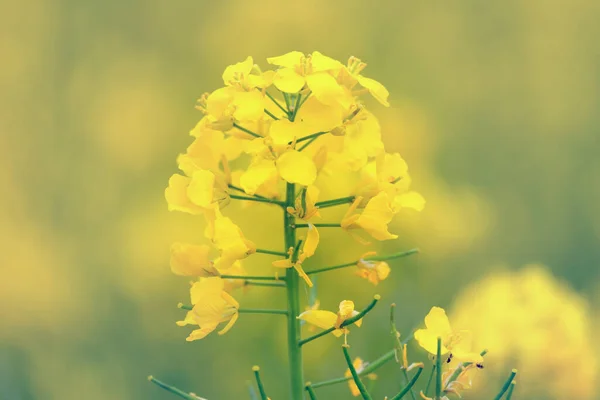 Κίτρινο Λουλούδι Ανθισμένου Κραμβόσπορου Στο Κοντινό Χωράφι — Φωτογραφία Αρχείου