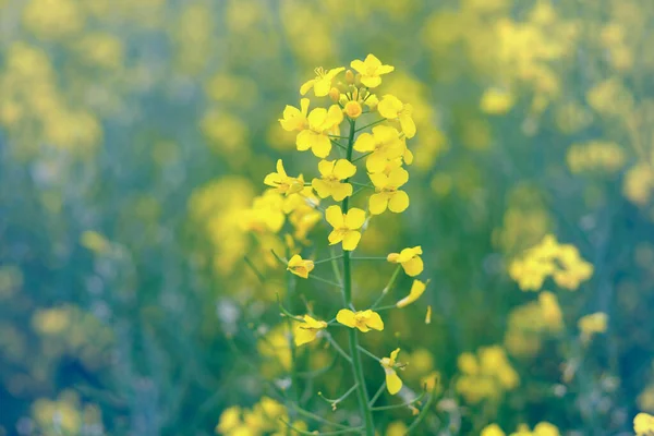 Κίτρινο Λουλούδι Ανθισμένου Κραμβόσπορου Στο Χωράφι — Φωτογραφία Αρχείου