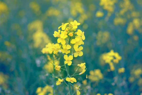 Gula Blommor Blommande Raps Fältet — Stockfoto