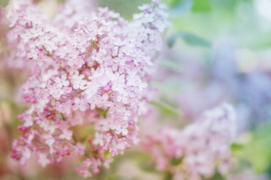 Güzel sanatlarda çiçek açan leylak.