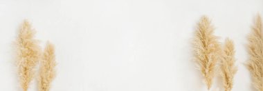 Başlık - beyaz arkaplanda kuru otlar.