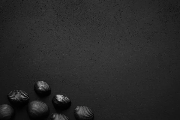 Trendy Minimalistic Matte Black Background Shells — Stock Photo, Image