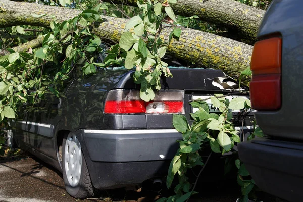 Großer Baum stürzte während Orkan auf Auto — Stockfoto